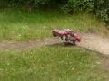RC rally