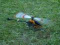 RC rally