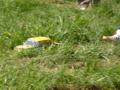 RC rally