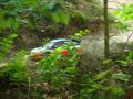 RC rally